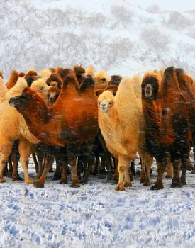 5x7 футов Верблюжьи зимние снежные фоны для фотосъемки, реквизит для студии, фон